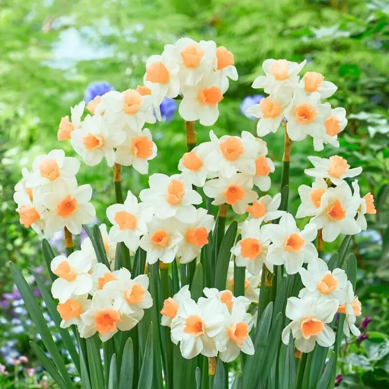 Daffodil Seeds – Peach