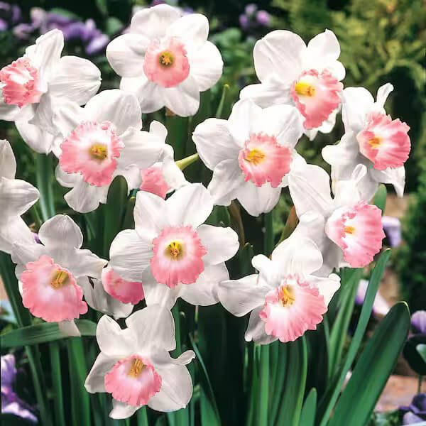 Daffodil Seeds – Baby Pink