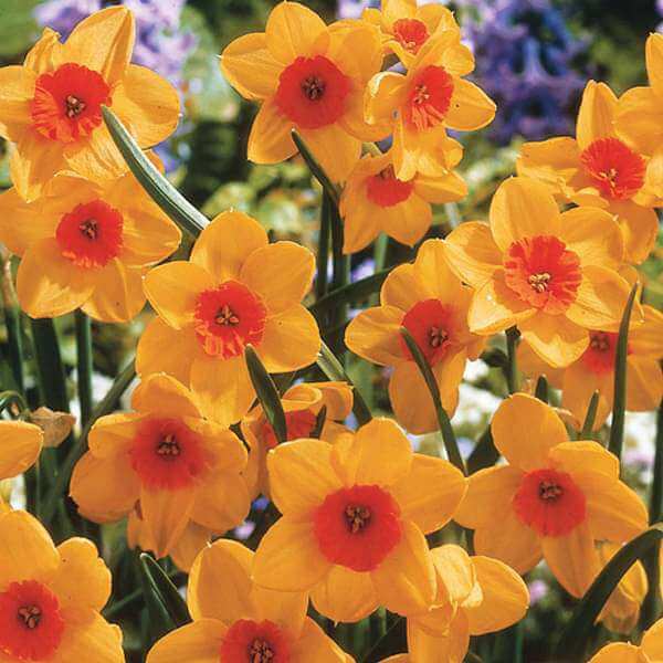 Daffodil Seeds – Orange