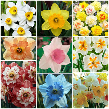 Daffodil Seeds - All In One For Home Gardens