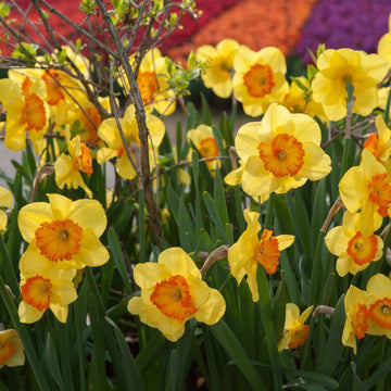 Daffodil Seeds - Flower Plant for Home Gardens