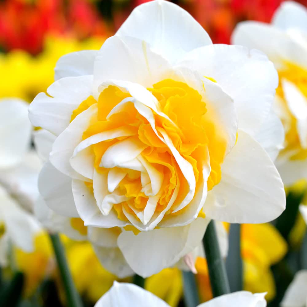 Daffodil Seeds – Double Petals Narcissus

