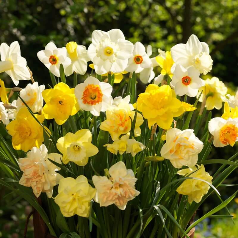 Daffodil Seeds – Mixed