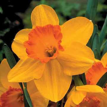Daffodil Seeds – Orange