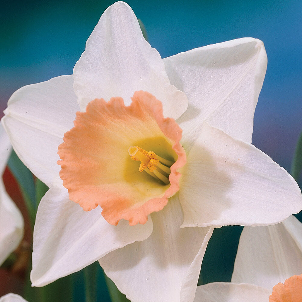 Daffodil Seeds – Peach