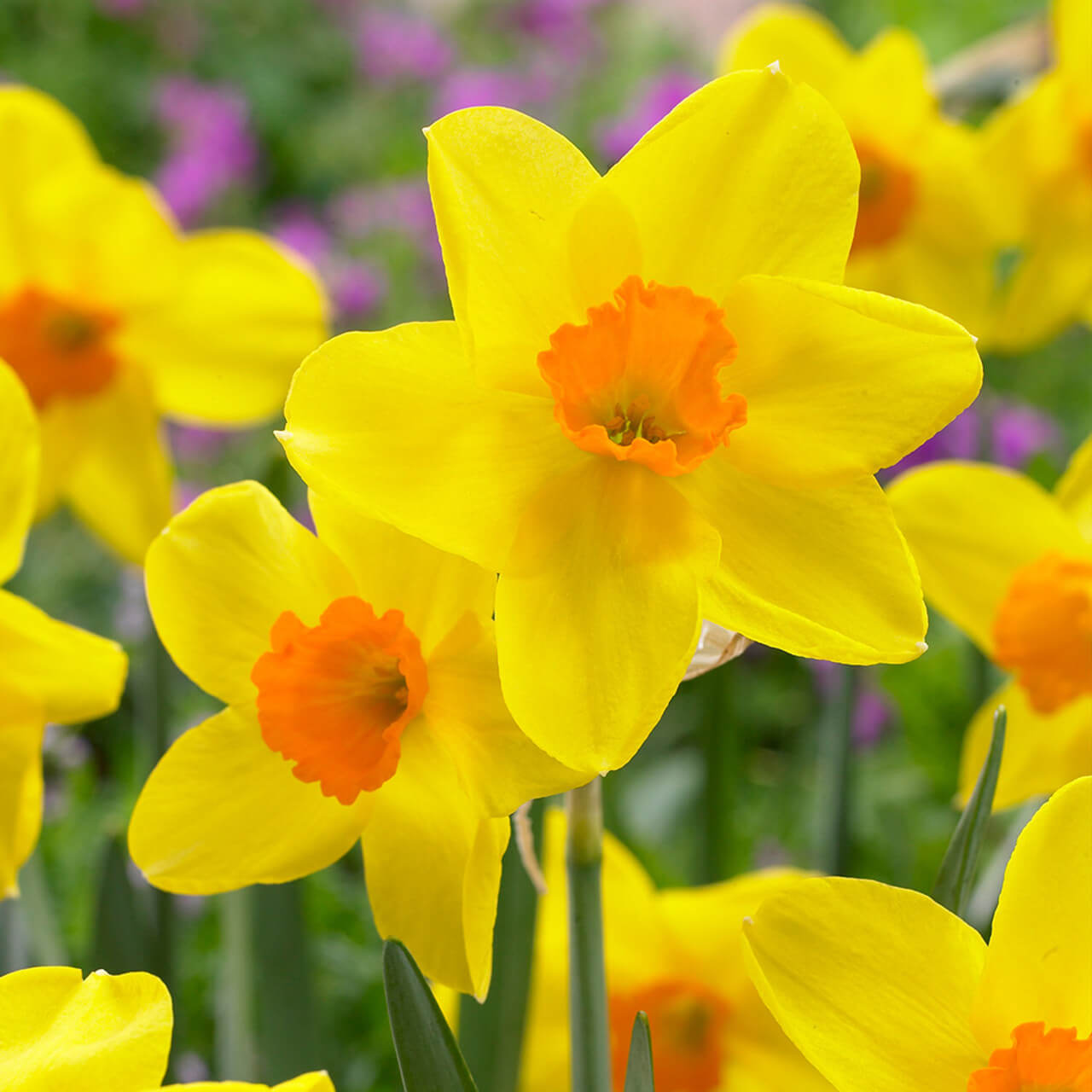 Daffodil Seeds – Univalve Yellow