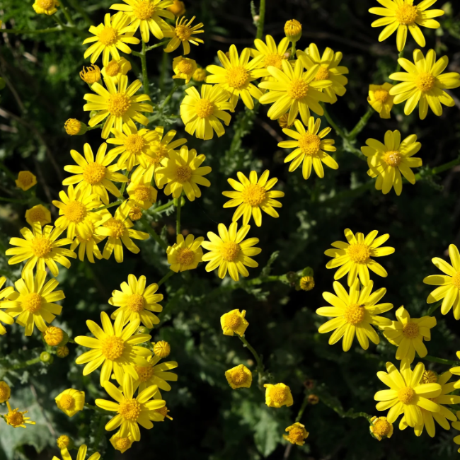 Dahlberg Daisy Seeds – Golden Blooms
