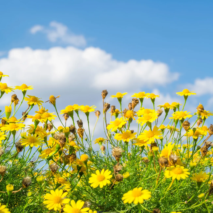 Dahlberg Daisy Seeds – Golden Blooms

