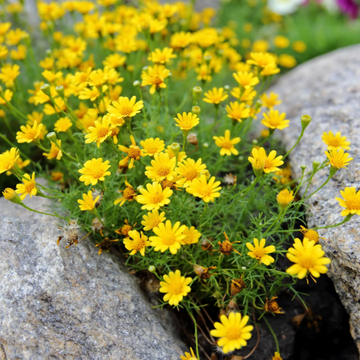 Dahlberg Daisy Seeds – Golden Blooms
