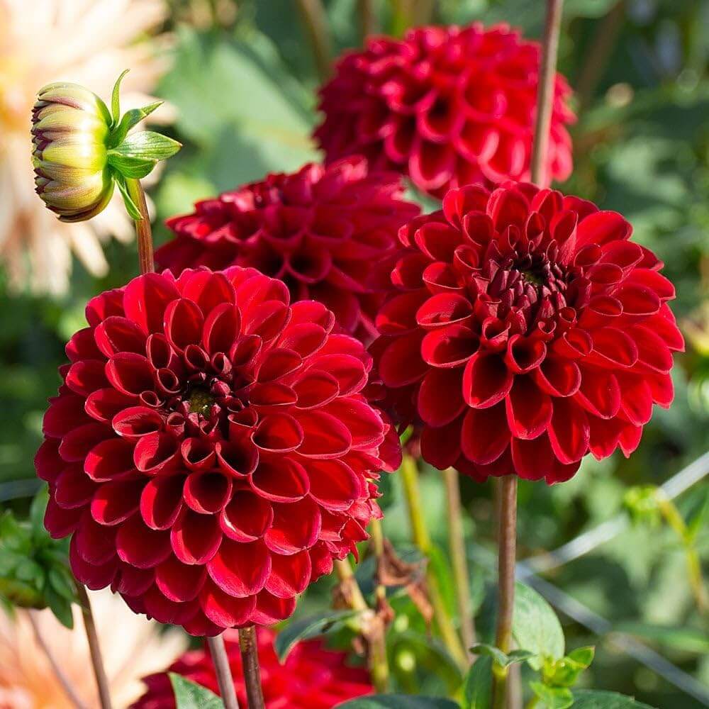 Dahlia Seeds – Arabian Night, Wildflower Mix, Heirloom
