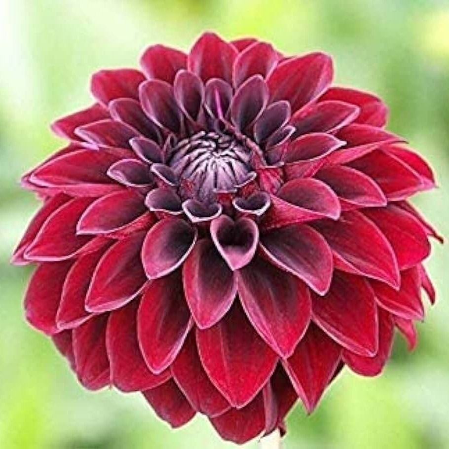 Dahlia Seeds – Arabian Night, Wildflower Mix, Heirloom
