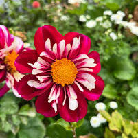 Dahlia Seeds – Bumble Rumble Collarette