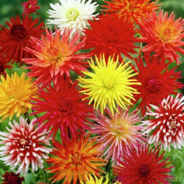 Dahlia Seeds – Cactus
