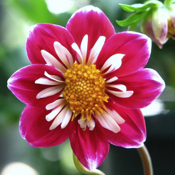 Dahlia Seeds – Collarette
