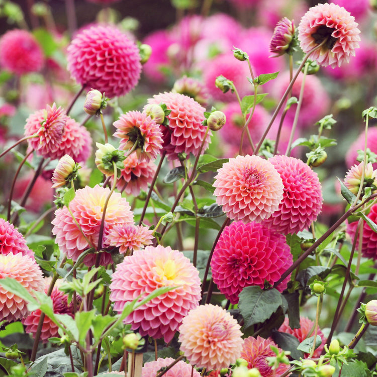 Dahlia Seeds – Dinnerplate
