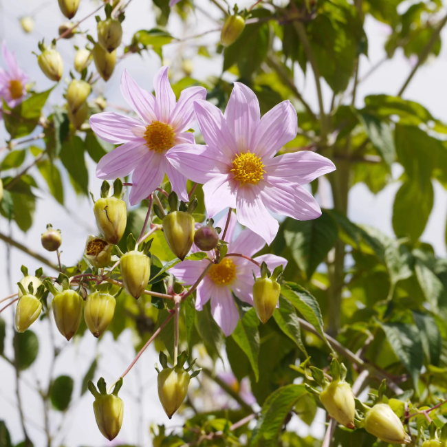 Dahlia Seeds – Imperialis
