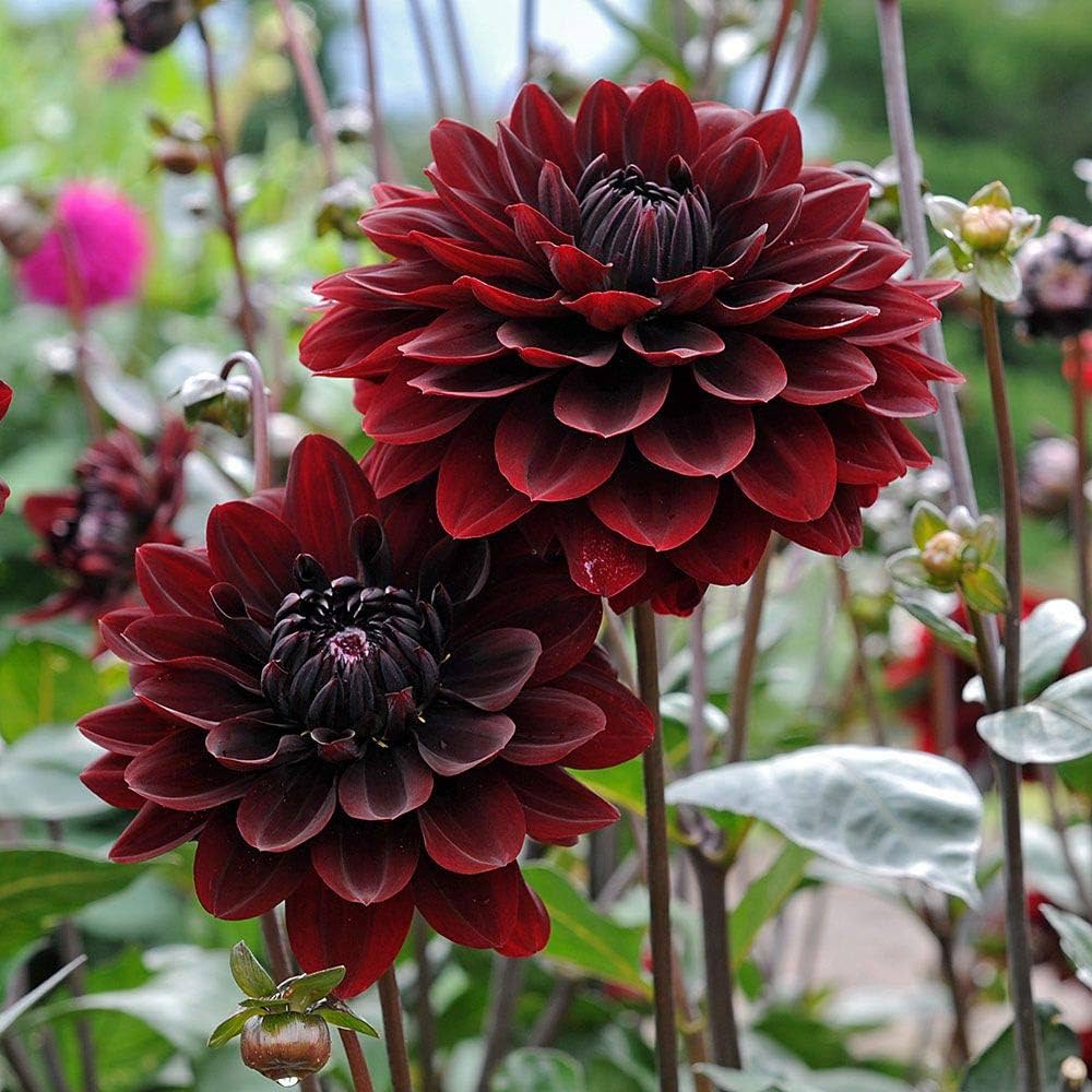 Dahlia Seeds – Karma Choc

