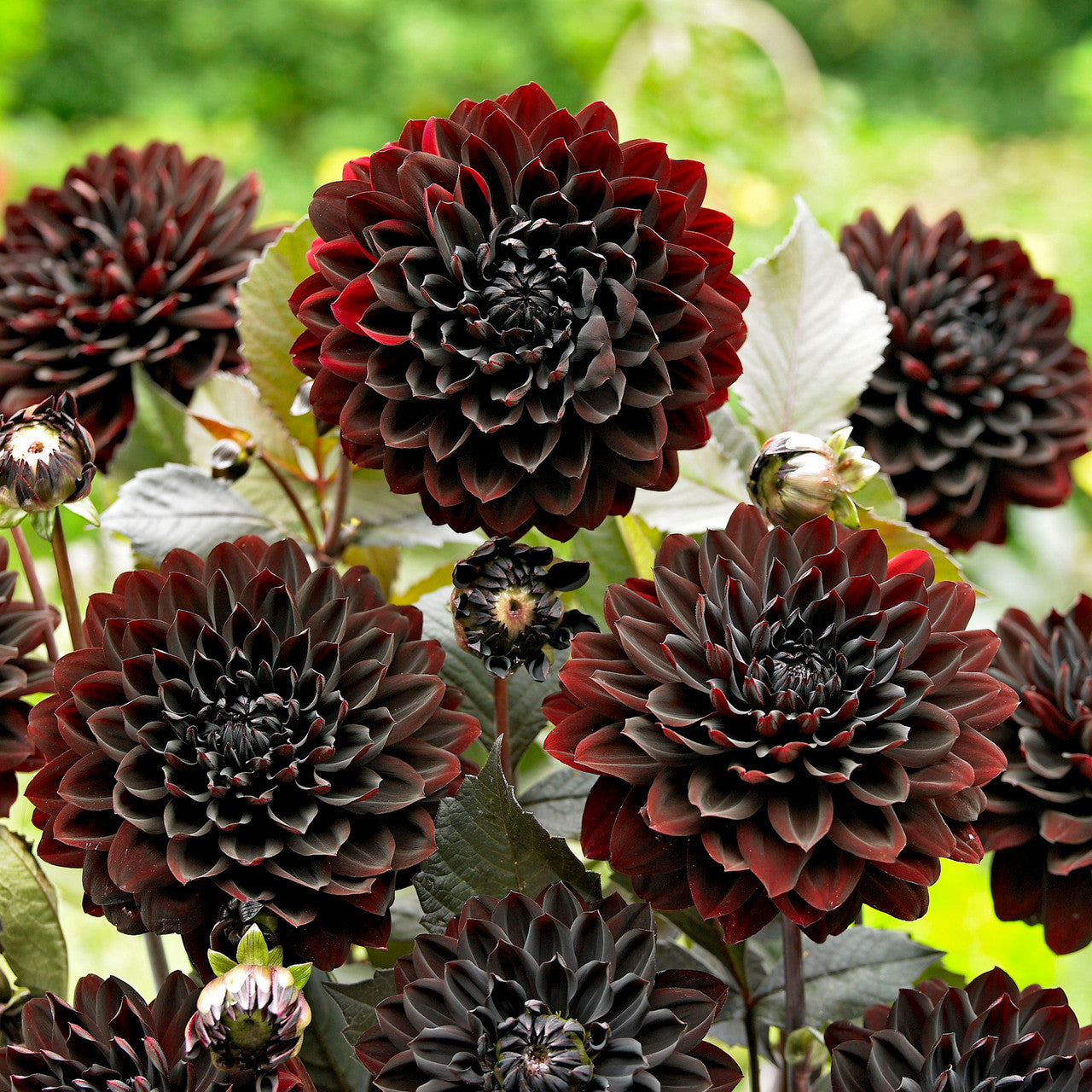 Dahlia Seeds – Karma Choc
