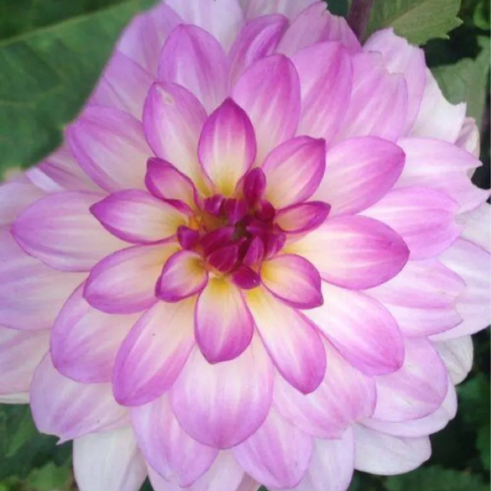 Dahlia Seeds – Lauren Michele
