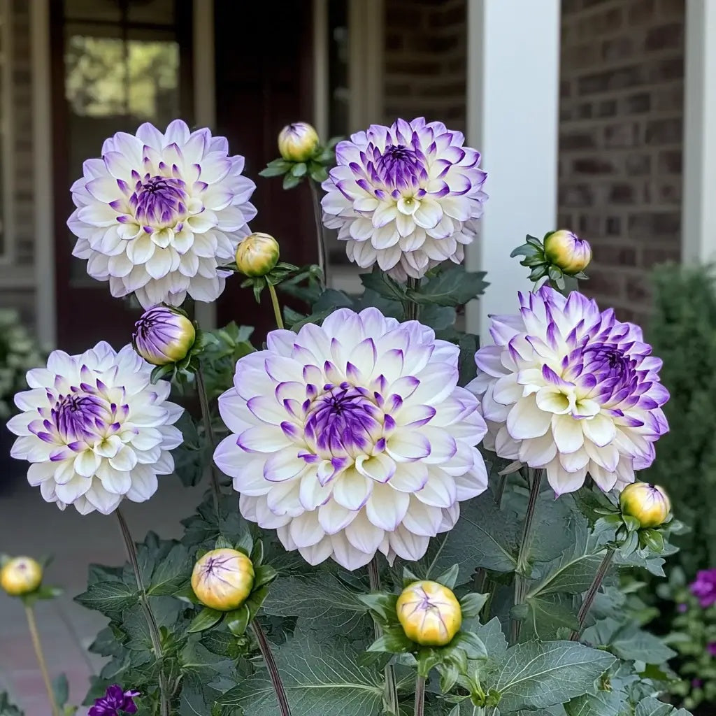 Dahlia Seeds – Mixed White and Purple