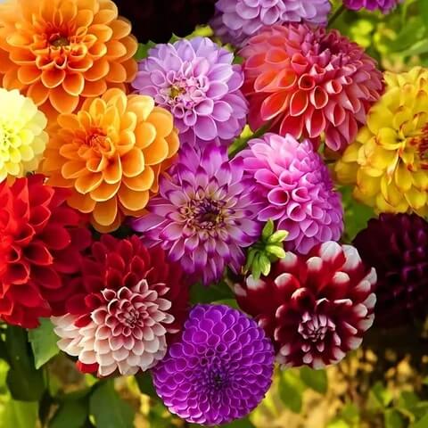 Dahlia Seeds – Pompon Wildflower Mix
