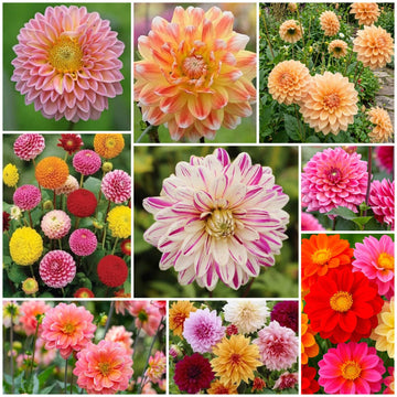 Dahlia Seeds - All In One For Home Gardens