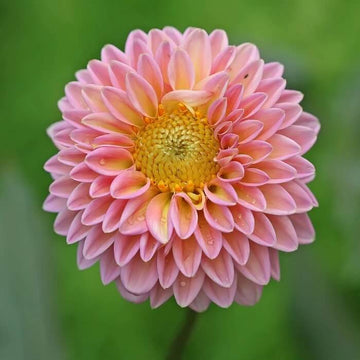 Dahlia Seeds - All In One For Home Gardens