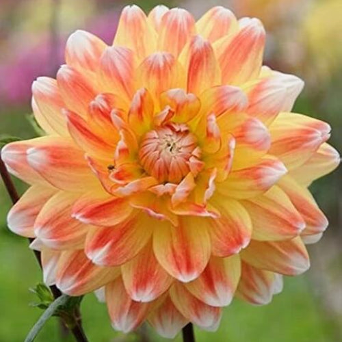 Dahlia Seeds - All In One For Home Gardens