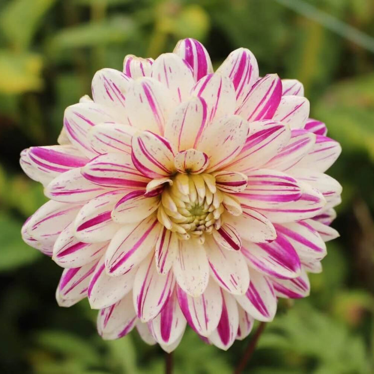 Dahlia Seeds - All In One For Home Gardens