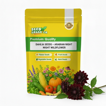 Dahlia Seeds – Arabian Night Wildflower