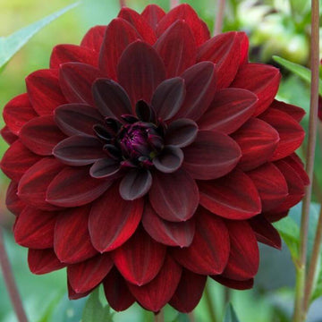 Dahlia Seeds – Arabian Night, Wildflower Mix, Heirloom
