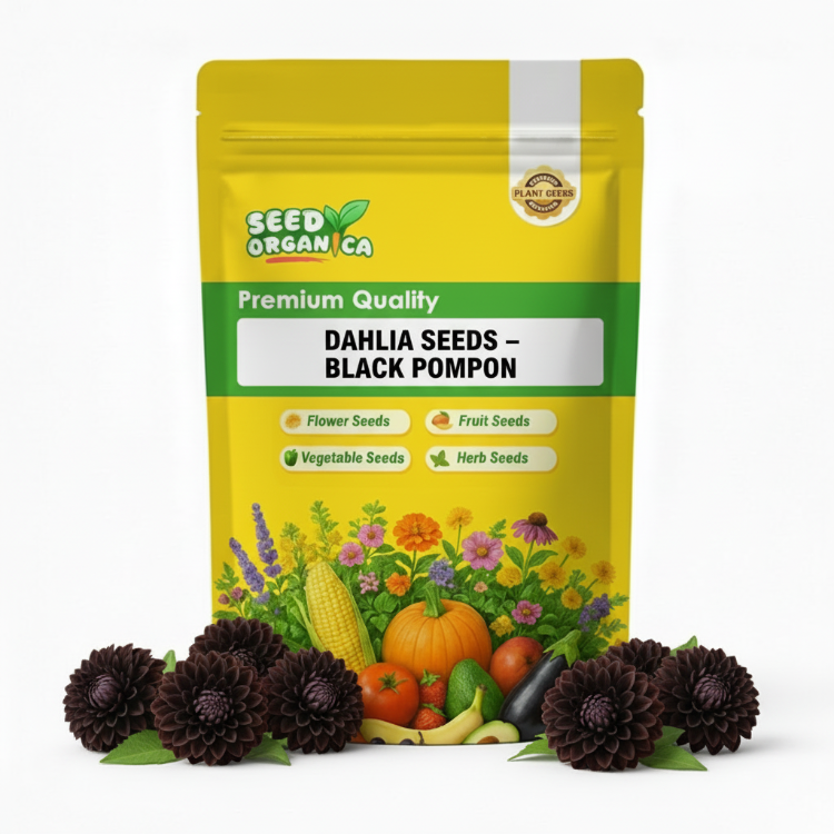 Dahlia Seeds – Black Pompon