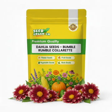 Dahlia Seeds – Bumble Rumble Collarette