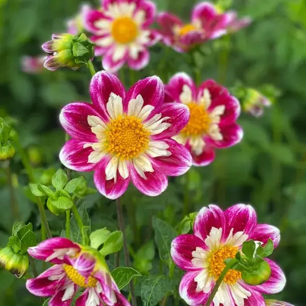 Dahlia Seeds – Bumble Rumble Collarette