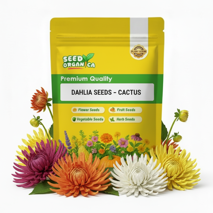 Dahlia Seeds – Cactus