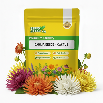 Dahlia Seeds – Cactus