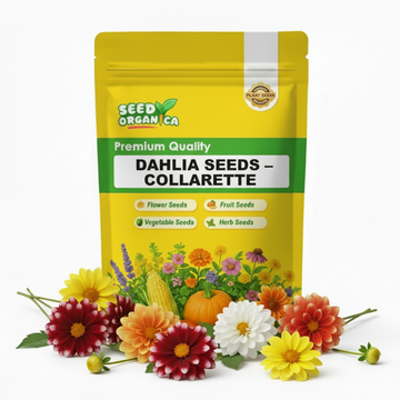 Dahlia Seeds – Collarette