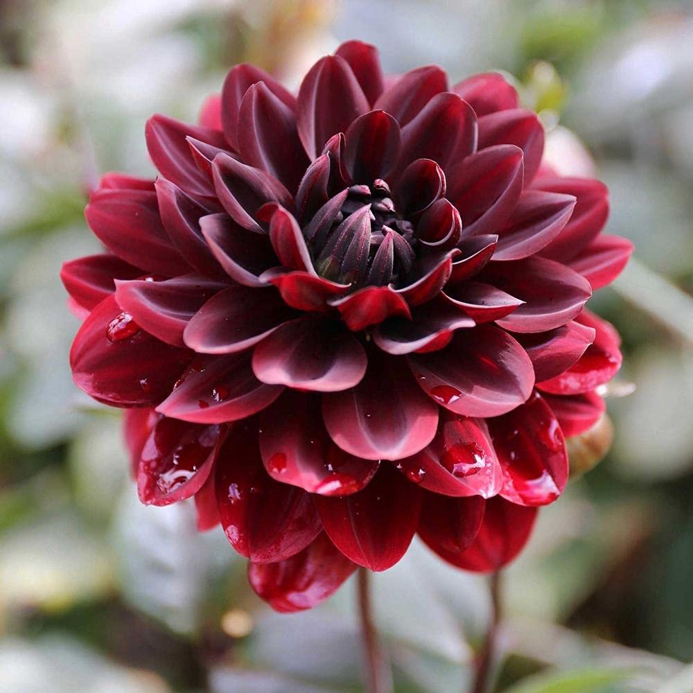 Dahlia Seeds – Karma Choc

