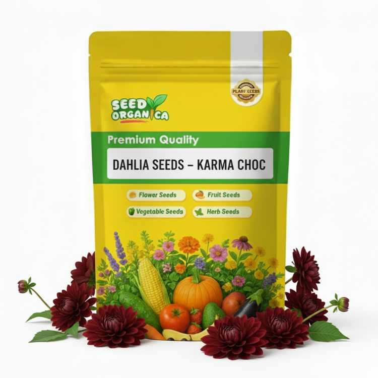 Dahlia Seeds – Karma Choc