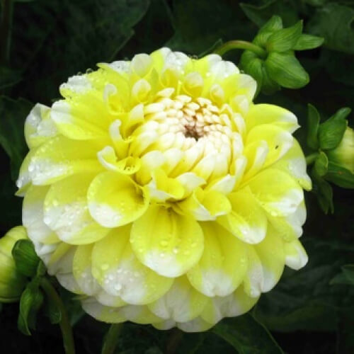 Dahlia Seeds – Lemon Pie