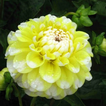 Dahlia Seeds – Lemon Pie