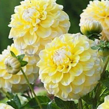 Dahlia Seeds – Lemon Pie