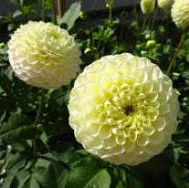 Dahlia Seeds – Lemon Pie
