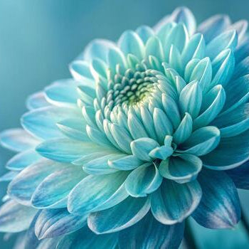 Dahlia Seeds – Light Blue