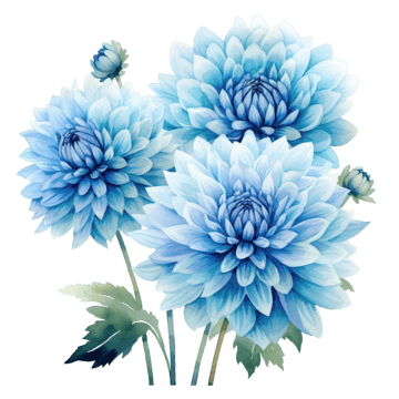 Dahlia Seeds – Light Blue