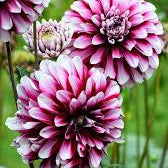 Dahlia Seeds – Maroon, Red & White