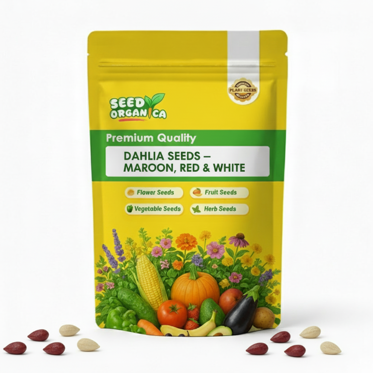 Dahlia Seeds – Maroon, Red & White