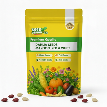 Dahlia Seeds – Maroon, Red & White