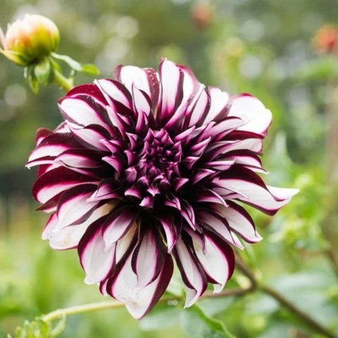Dahlia Seeds – Maroon, Red & White