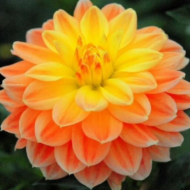 Dahlia Seeds – Mixed Peach and Yellow
